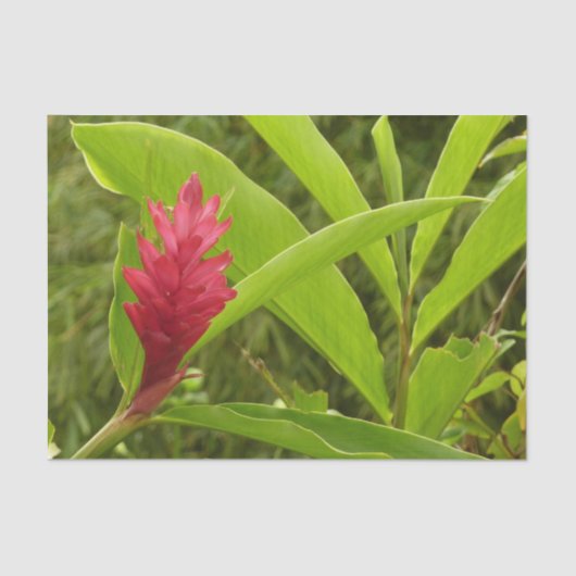 Papier Mousseline Hibiscus rose Fleur tropicale (Recto)