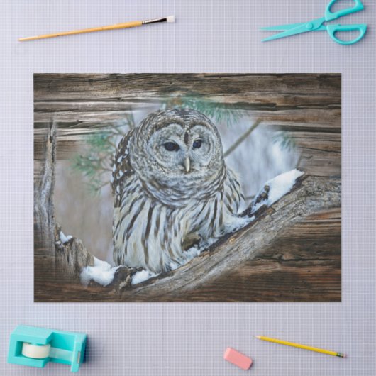 Papier Mousseline Hibou (Artisanat)