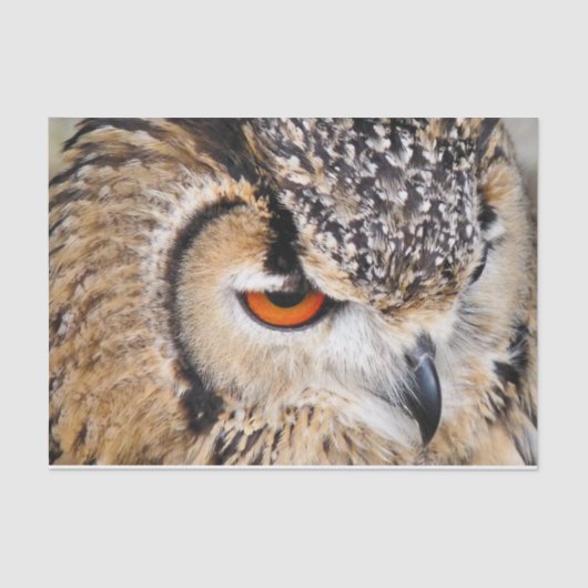 PAPIER MOUSSELINE HIBOU (Recto)