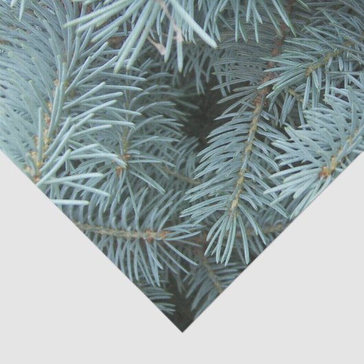 Papier Mousseline hiver gris d'épinette bleue (Détail)