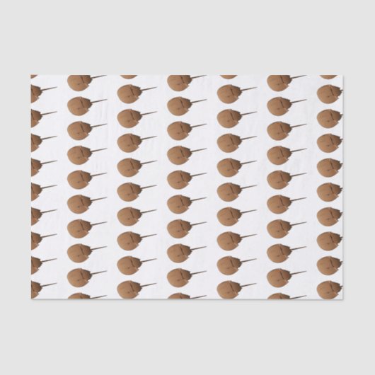 Papier Mousseline Horseshoe crab (Recto)