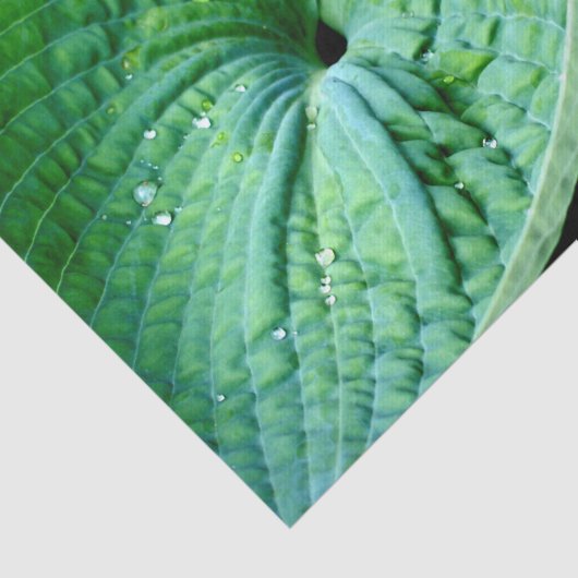 Papier Mousseline Hosta Heart (Détail)
