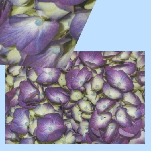 Papier Mousseline Hydrangea Botanique Purple Floral Photographie