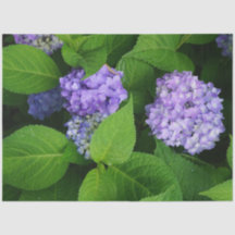 Hydrangea lavande
