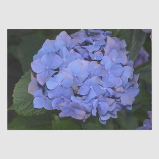 Papier Mousseline Hydrangea macrophylla violette rustique (Recto)