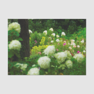 Papier Mousseline Hydrangeas Limelight dans mon jardin Rubio