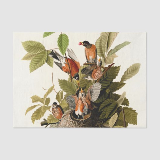 Papier Mousseline Illustration Audubon American Robin Wildlife Bird (Recto)