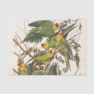 Papier Mousseline Illustration Audubon Carolina Parrot Bird