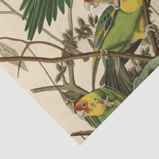 Papier Mousseline Illustration Audubon Carolina Parrot Bird (Détail)