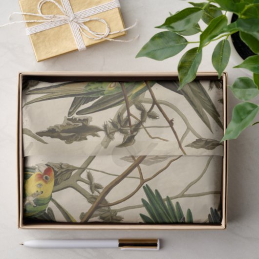Papier Mousseline Illustration Audubon Carolina Parrot Bird (Cadeau)