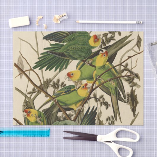 Papier Mousseline Illustration Audubon Carolina Parrot Bird (Artisanat)
