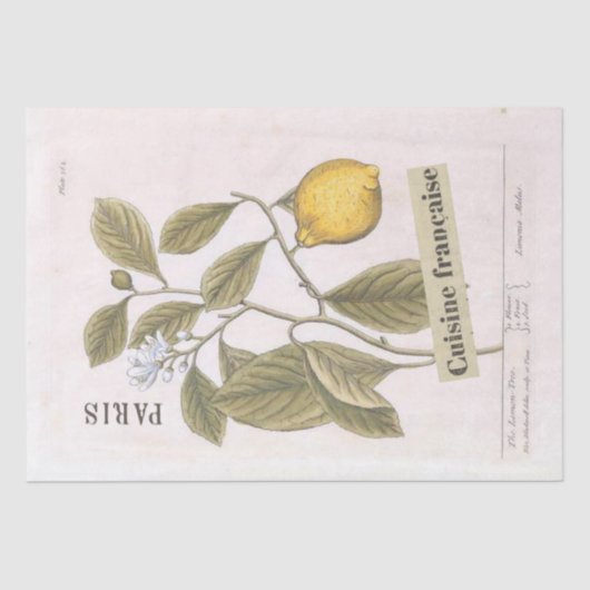 Papier Mousseline Illustration botanique de citron Fruit de script f (Recto)