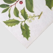 Papier Mousseline Illustration botanique Holly Noël (Détail)
