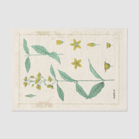Papier Mousseline Illustration botanique vintage Fleur sauvage jaune (Recto)