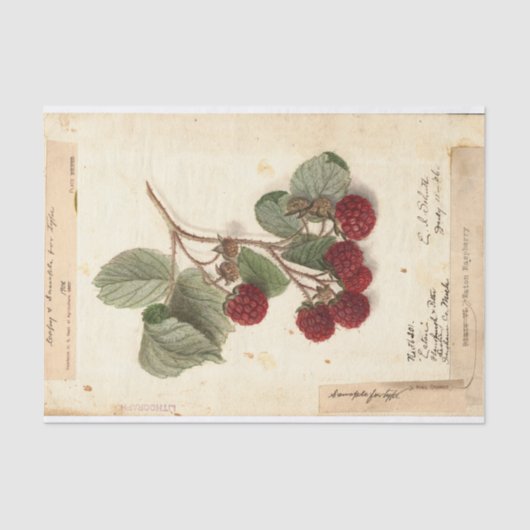 Papier Mousseline Illustration de framboise de l'USDA 1908 (Recto)