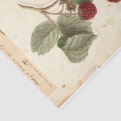 Papier Mousseline Illustration de framboise de l'USDA 1908 (Détail)