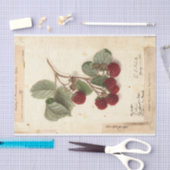 Papier Mousseline Illustration de framboise de l'USDA 1908 (Artisanat)