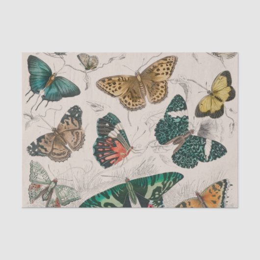 Papier Mousseline Illustration de papillon antique : 1820 Orfèvre (Recto)