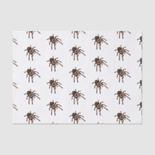Papier Mousseline Illustration de Tarantula