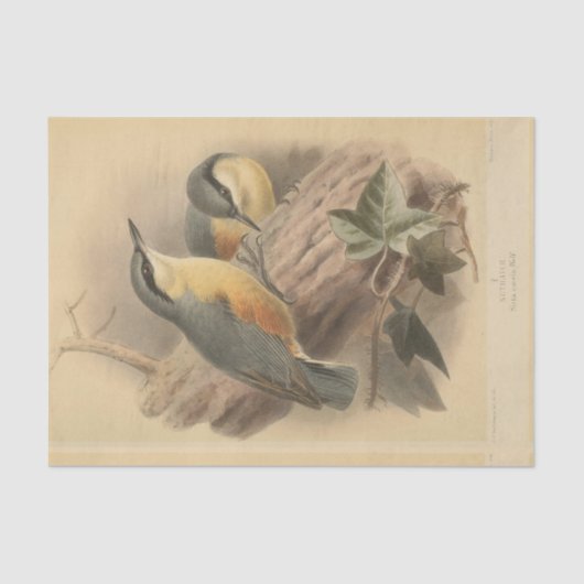 Papier Mousseline Illustration vintage de Nuthatch (Recto)