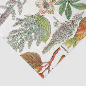 Papier Mousseline Illustrations botaniques (Détail)