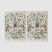 Papier Mousseline Illustrations Millot, Botanique, Découpage (Recto)