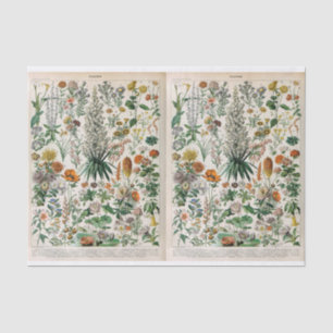 Papier Mousseline Illustrations Millot, Botanique, Découpage