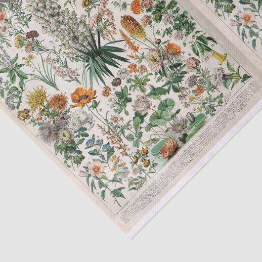 Papier Mousseline Illustrations Millot, Botanique, Découpage (Détail)