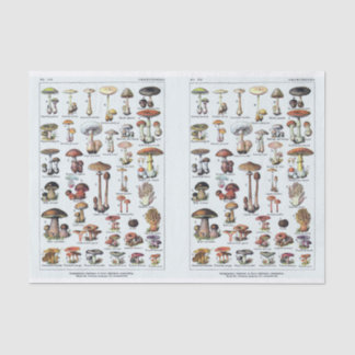 Papier Mousseline Illustrations Millot, Champignons, Découpage
