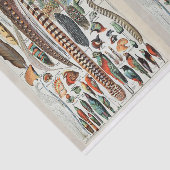Papier Mousseline Illustrations Millot, Plumes d'oiseaux, Découpage (Détail)