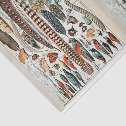 Papier Mousseline Illustrations Millot, Plumes d'oiseaux, Découpage (Détail)