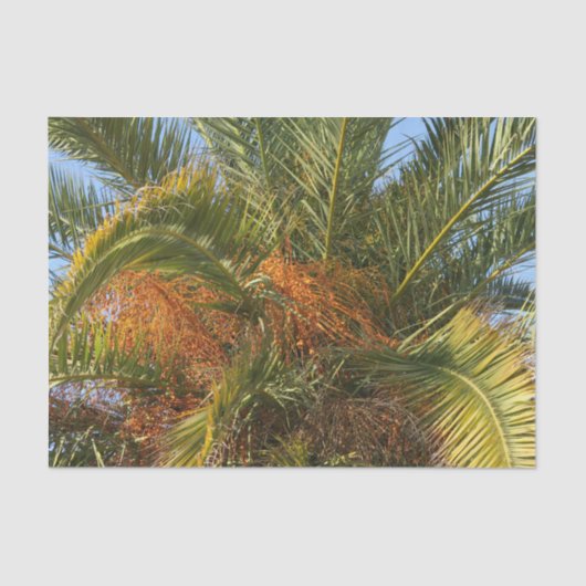 Papier Mousseline IMG_7080.JPGété, palme, feuille, tropical, arbre, (Recto)