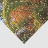 Papier Mousseline IMG_7080.JPGété, palme, feuille, tropical, arbre, (Détail)