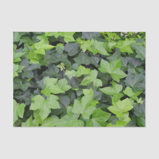 Papier Mousseline Impression botanique verte Ivy (Recto)