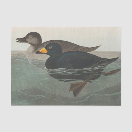 Papier Mousseline Impression de Macreuse noire d'Audubon : Canard cô (Recto)