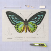 Papier Mousseline Impression de spécimens de papillons vintages (Artisanat)