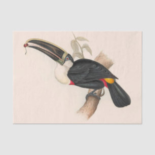 Papier Mousseline Impression du Toucan de Cuvier : Oiseau Tropical V