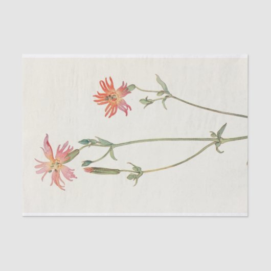 Papier Mousseline Indian Pink par Margaret Armstrong (Recto)