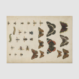 Papier Mousseline Insectes de jardin par Vision Studio