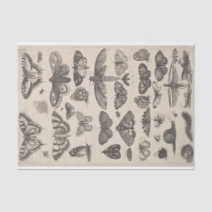 Papier Mousseline Insectes vintages Decoupage de lépidoptères
