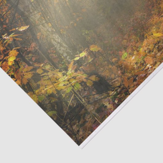 Papier Mousseline Inspirations naturelles Forêt ensoleillée (Détail)