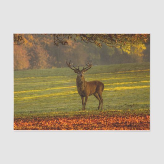 Papier Mousseline Inspirations naturelles Regal Buck (Recto)