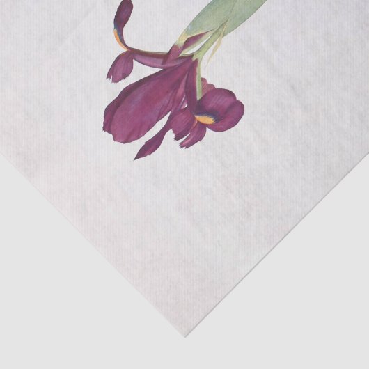 Papier Mousseline Iris Filifolia par William Dykes (Détail)
