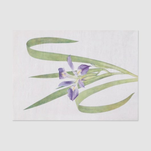 Papier Mousseline Iris Foliosa par William Dykes (Recto)
