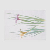 Papier Mousseline Iris Macrosiphon par William Dykes (Recto)