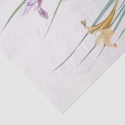 Papier Mousseline Iris Macrosiphon par William Dykes (Détail)