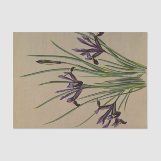 Papier Mousseline Iris Reticulata par Arentina Hendrica Arendsen (Recto)