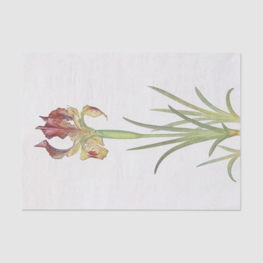 Papier Mousseline Iris Sari par William Dykes (Recto)