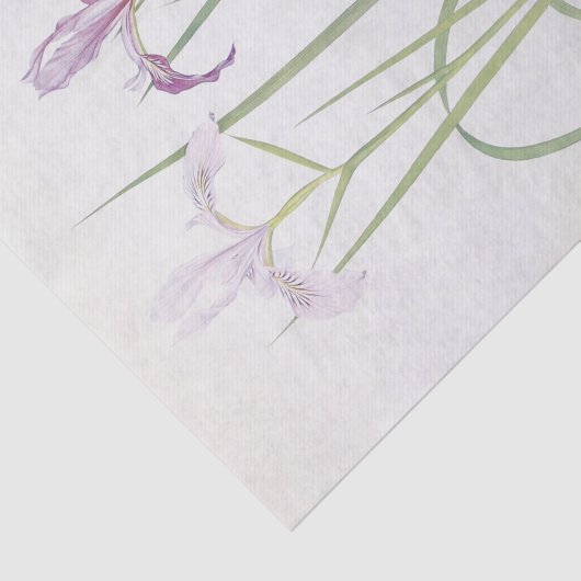 Papier Mousseline Iris Tenax par William Dykes (Détail)