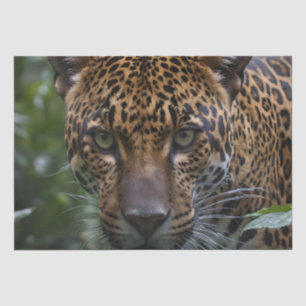 Papier Mousseline Jaguar Tout Près Dans La Forêt,